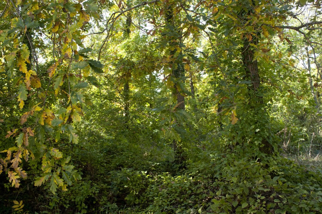 Surroundings Hotel Bellevue