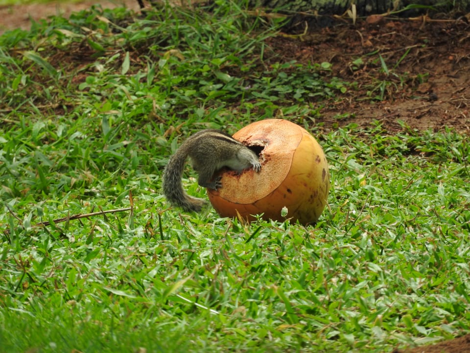 Ein Streifenhörnchen Mermaid Hotel & Club