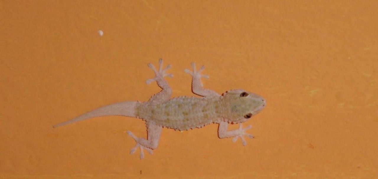 Lézard Caribbean World Thalasso Djerba