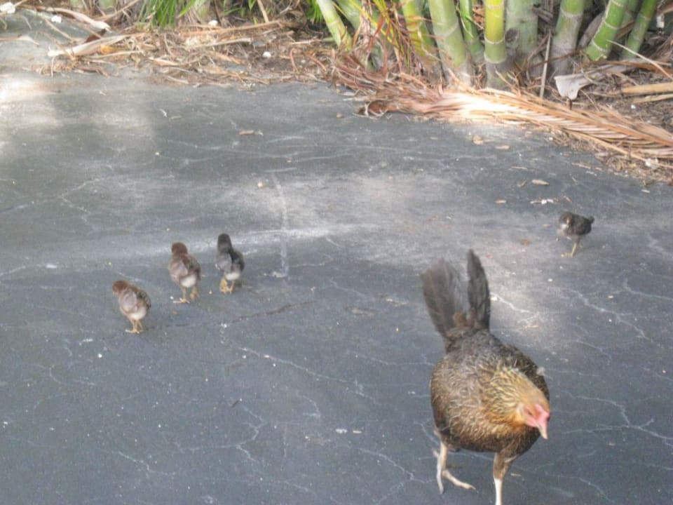 Hühner Havana Cabana at Key West