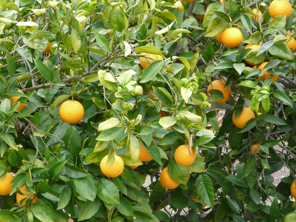 Orangen hängen am Baum Hotel Vibra Beverly Playa