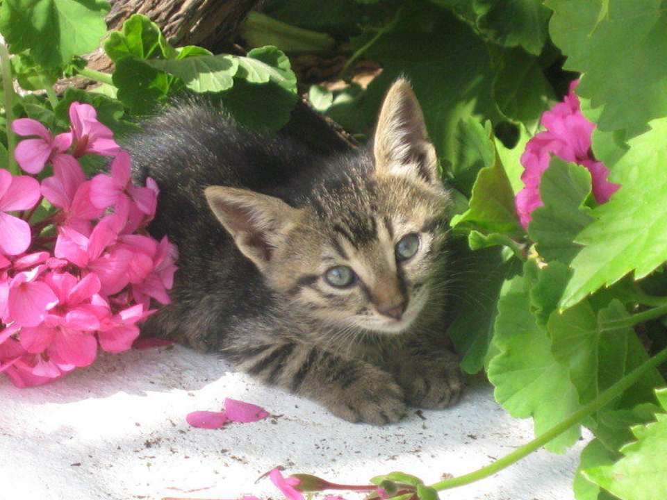 Katzenbaby im Garten Bungalows Svoronos