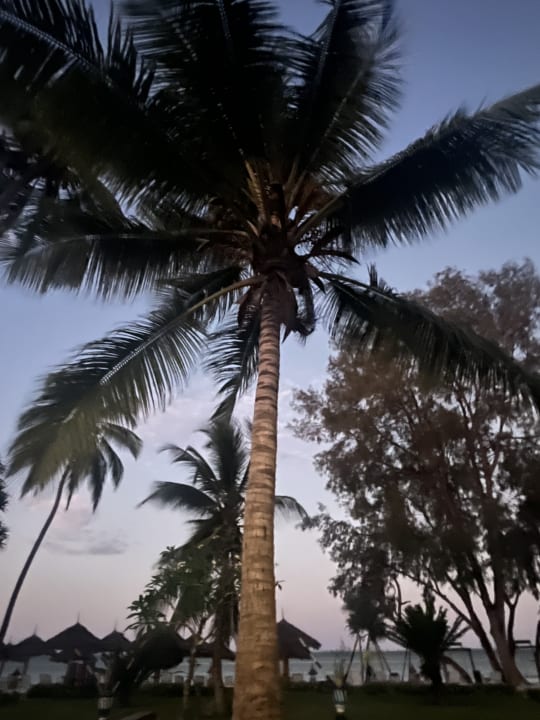 Gartenanlage Hotel Kiwengwa Beach Resort