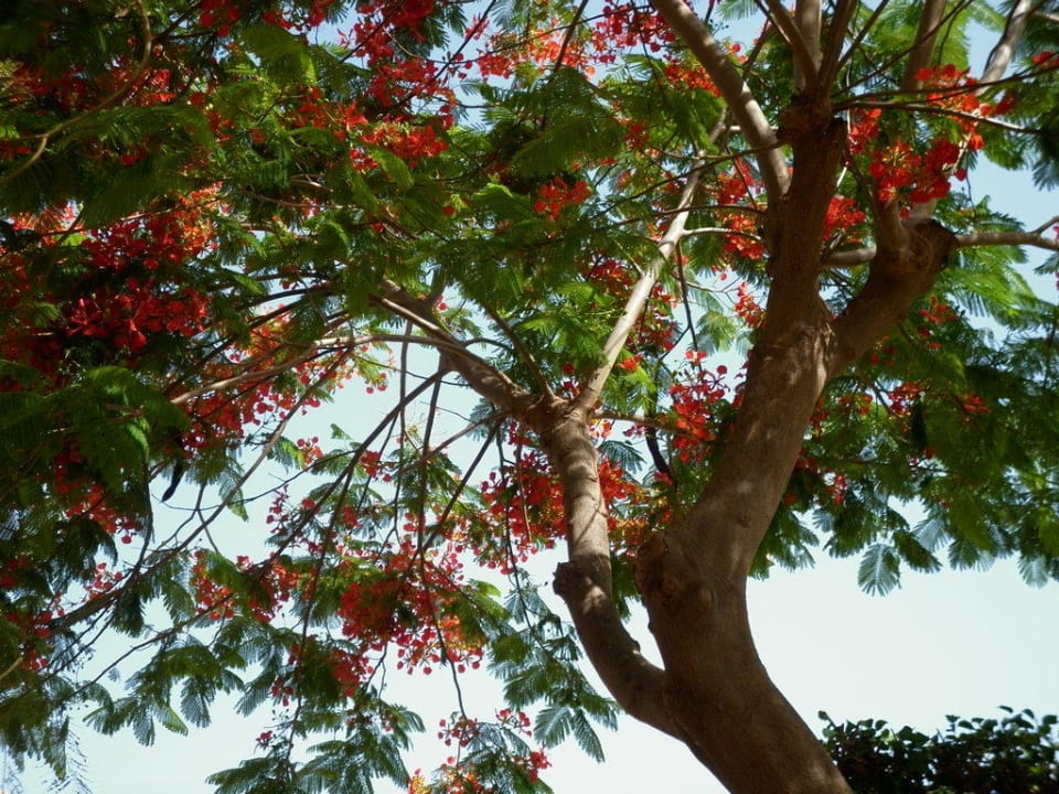 Baum mit Blüten HL Miraflor Suites Hotel
