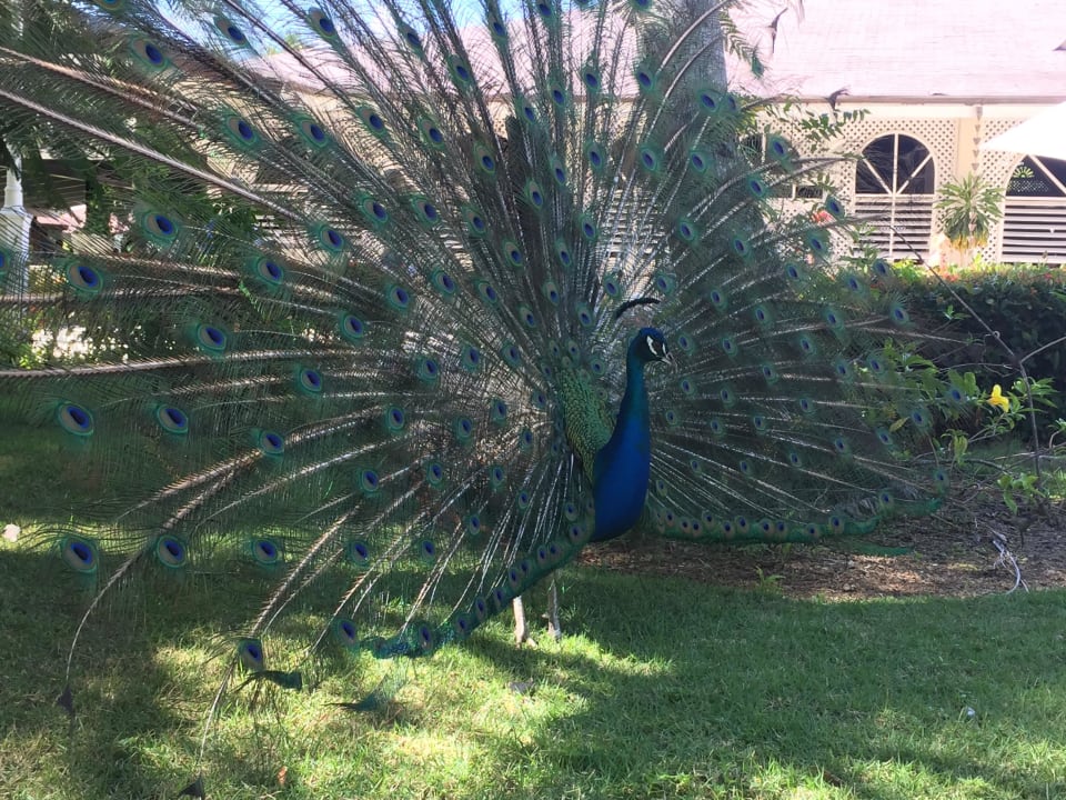 Pfau Vista Sol Punta Cana
