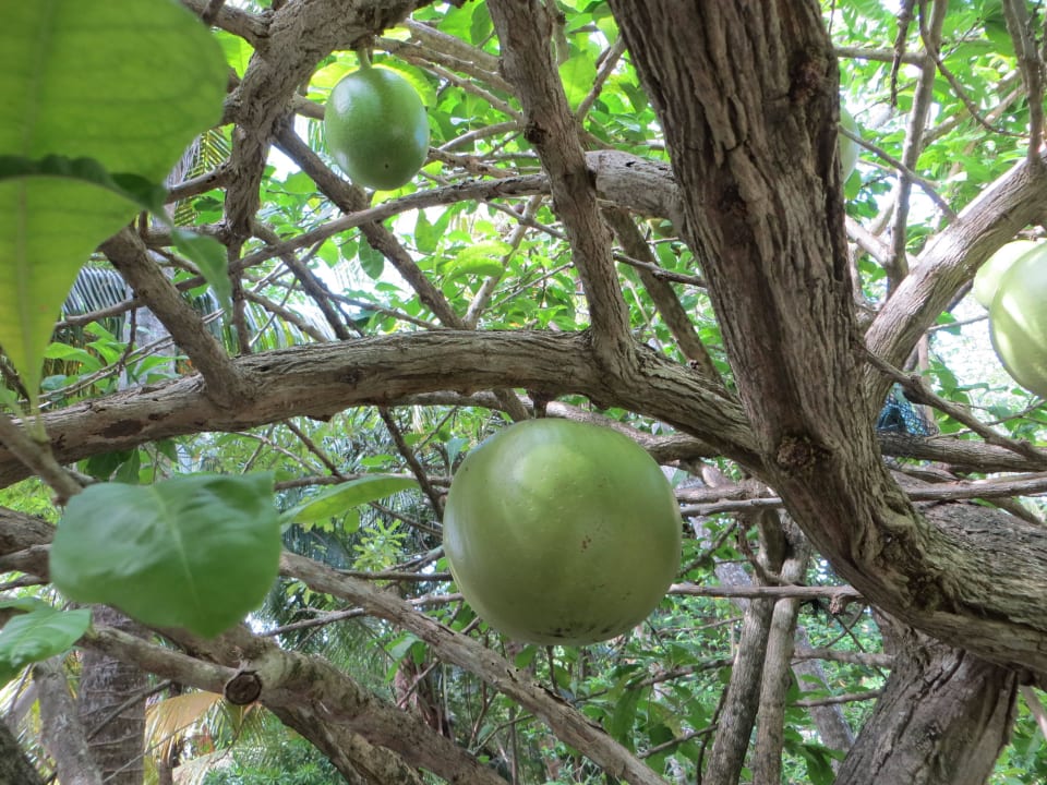 Tolle Kalabassen Pflanze im Gelände Adaaran Select Hudhuran Fushi - Premium All Inclusive