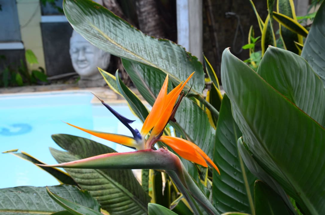 Pool im tropischen Garten Villa Seewoo