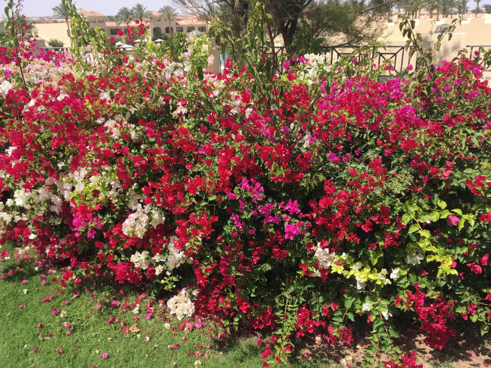 Blumenmeer Cleopatra Luxury Resort Makadi Bay