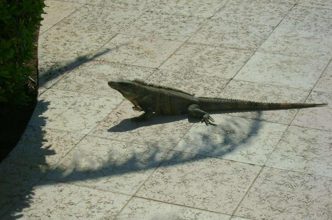 Leguan Grand Palladium Select White Sand Resort & Spa