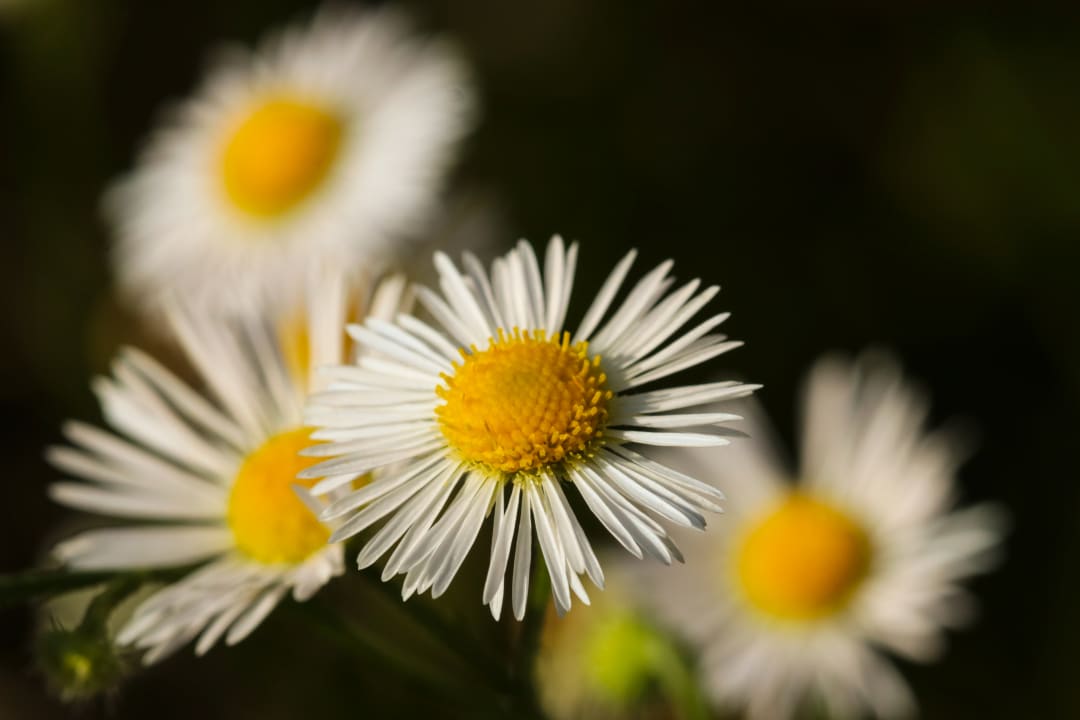 Gartenanlage Haus am Fluss