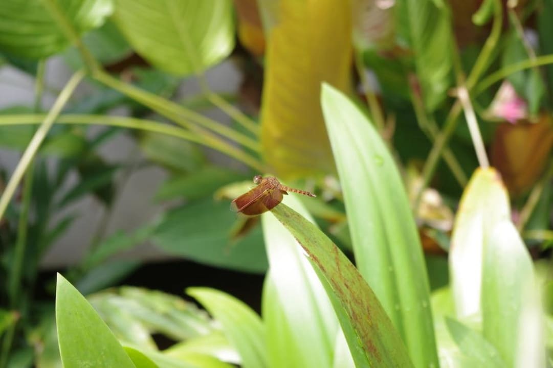 Tolle Flora und Fauna Khaolak Oriental Resort - Adults only