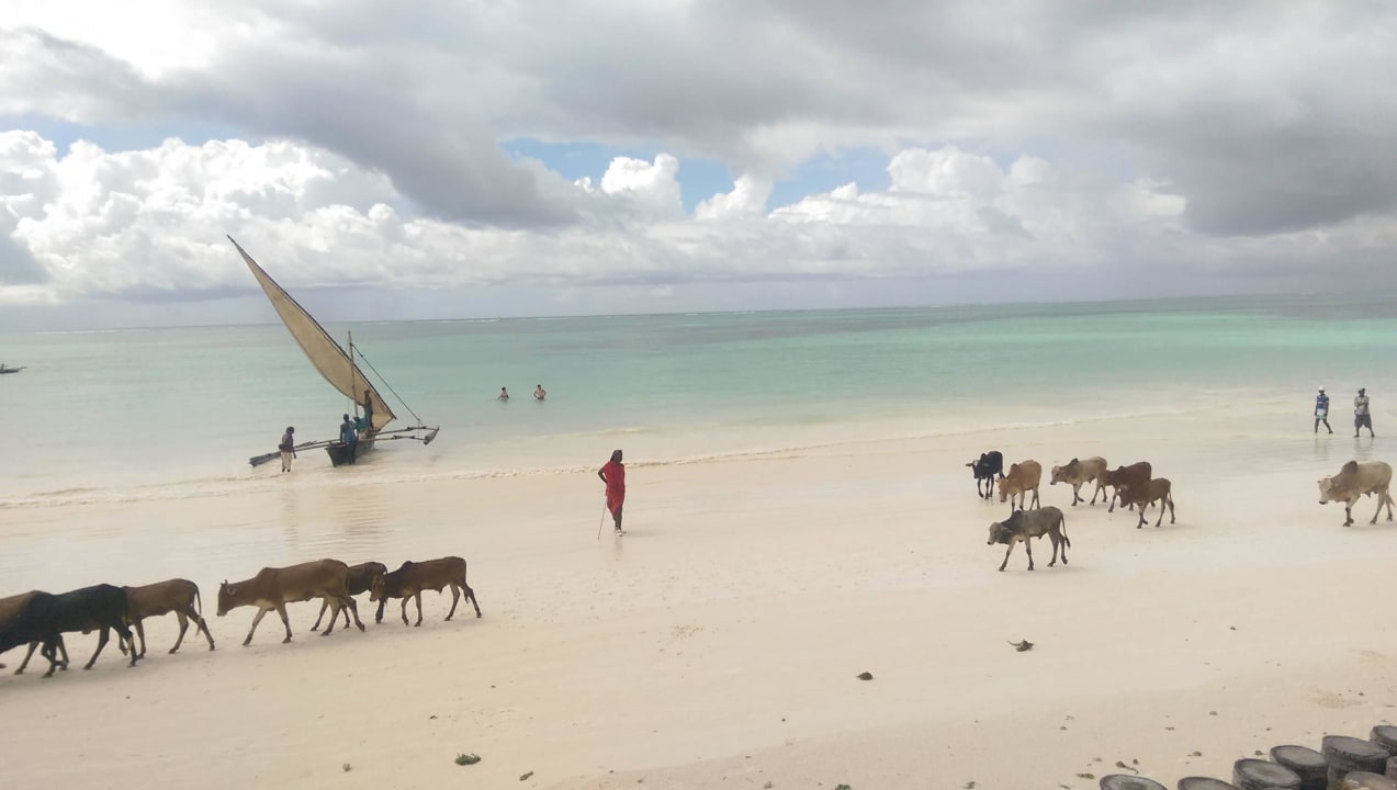 "Sansibar-Elefanten" Sultan Sands Island Resort & Spa