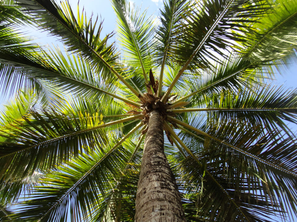 Gartenanlage Hotel Viva Dominicus Beach by Wyndham - All Inclusive Resort