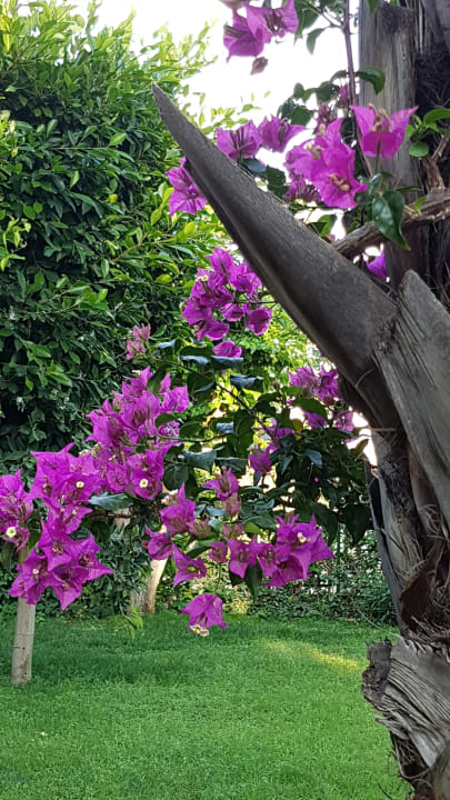 Gartenanlage Hotel Gardenia Beach