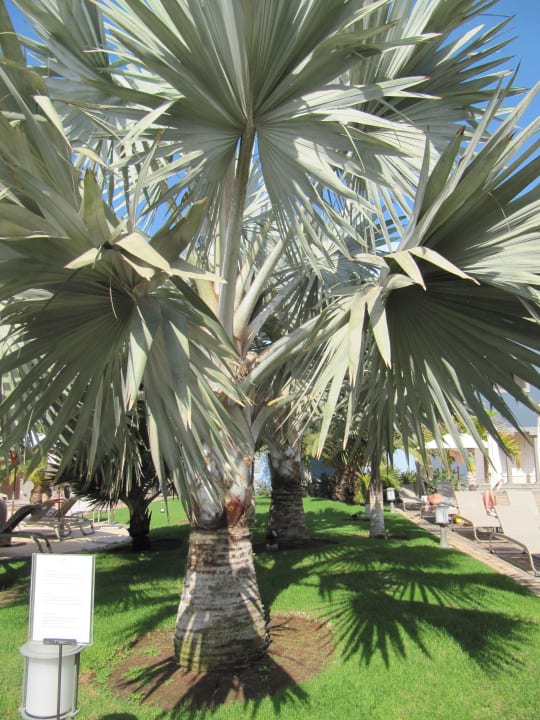 Palme Lopesan Villa del Conde Resort & Thalasso