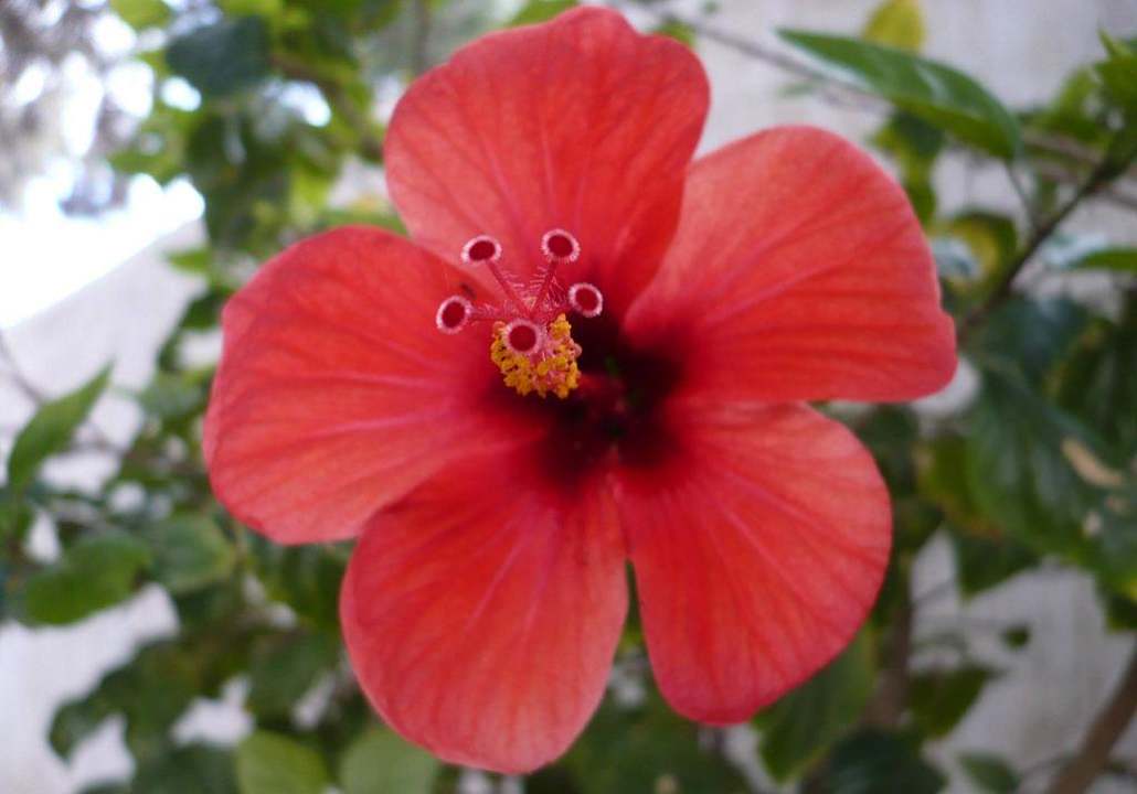 Blumen Hotel Nesrine