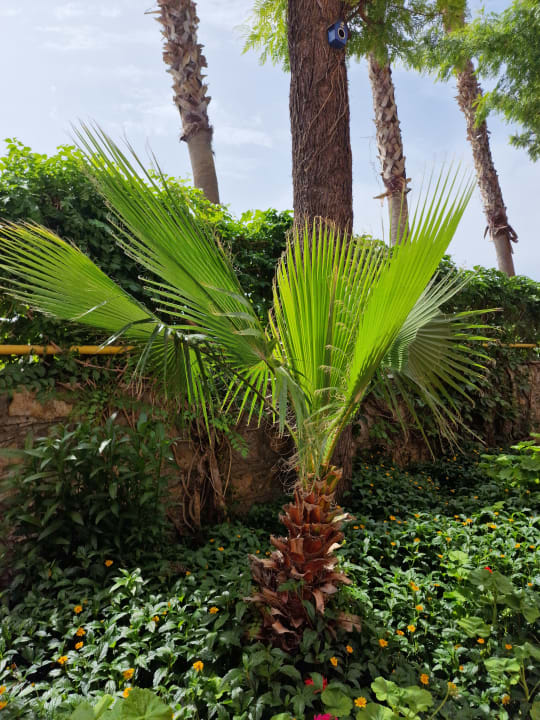 Gartenanlage Club Dizalya