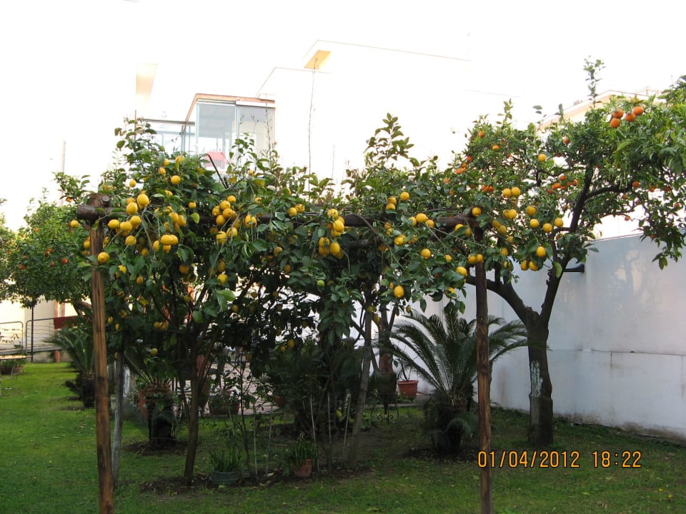 Orangen  Hotel Diana Pompei