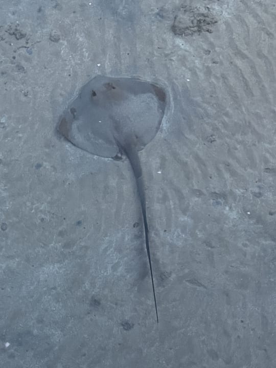 Strand Jaz Makadina