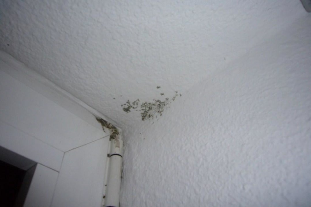 Schimmel im Zimmer AKZENT Hotel Aufkirchen