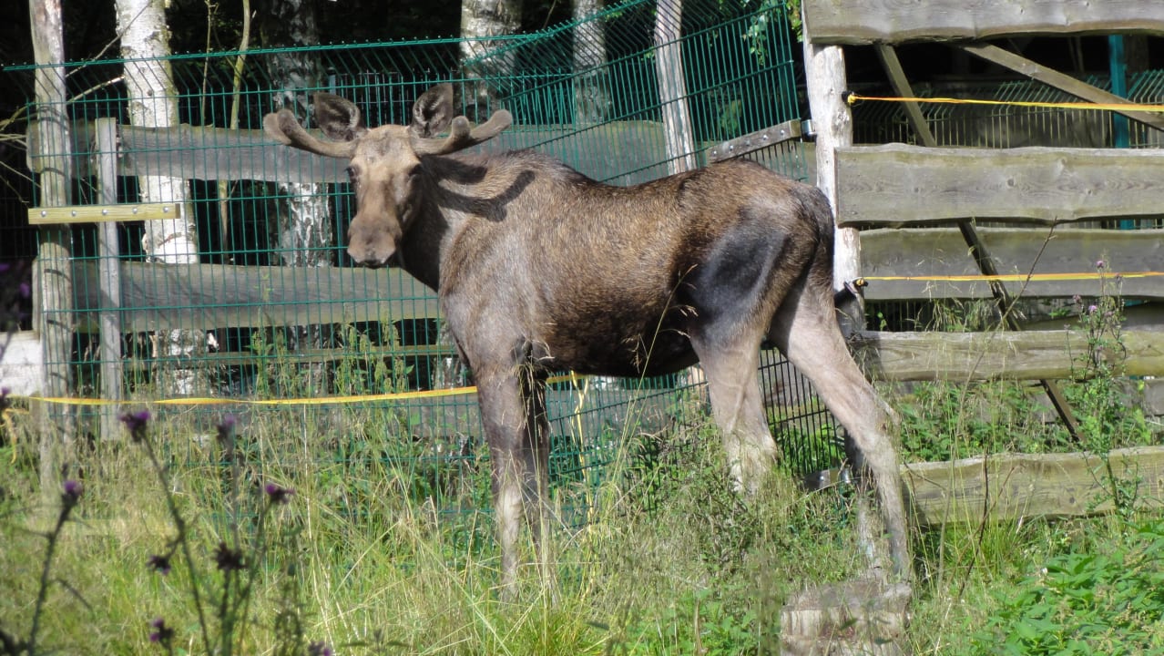 Einer der Elche Hotel Ferienpark Merkelbach