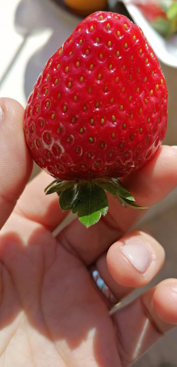 Gastro Coral Beach Hurghada