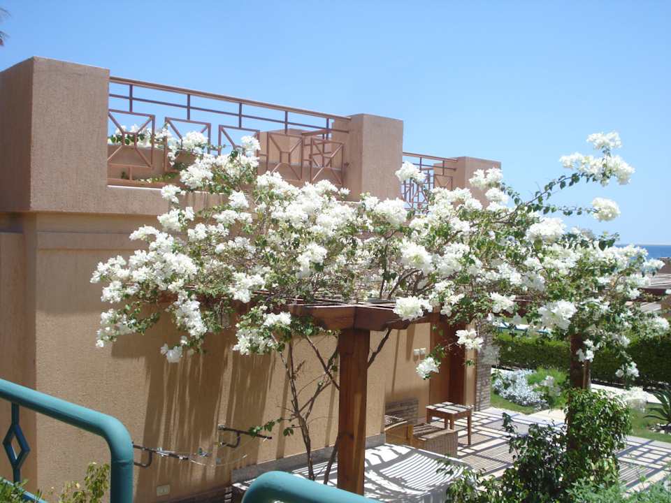 Pflanzen an den Bungalows Shams Prestige Abu Soma-Adults Only