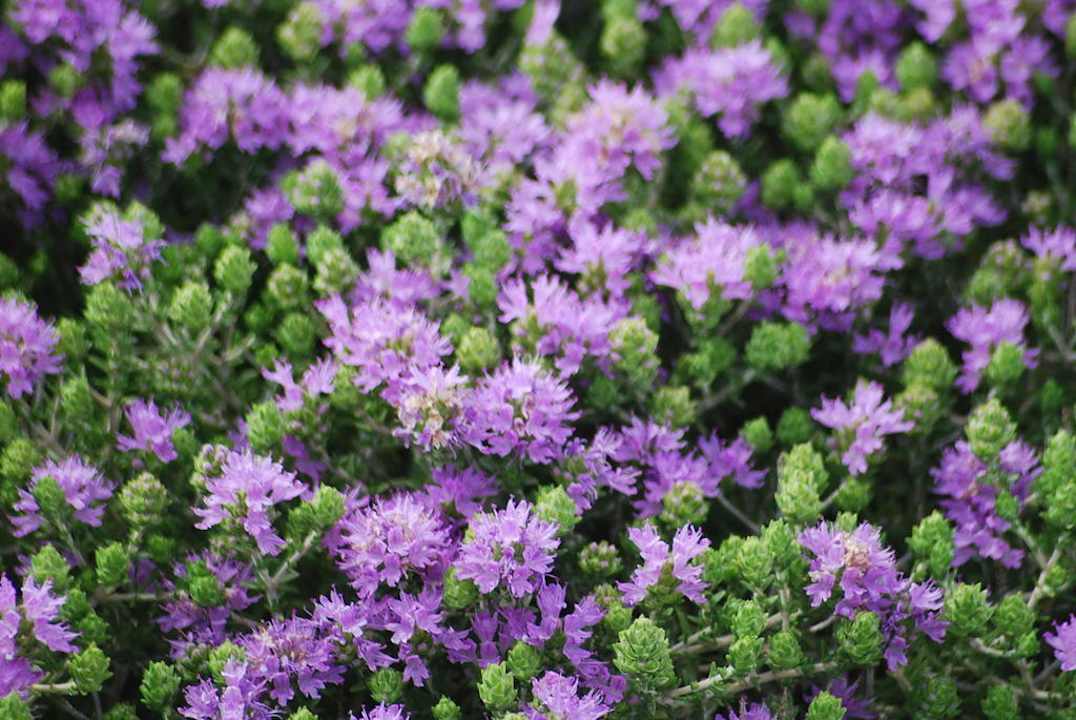 Blumen auf dem Weg von den Bungalows zum Hotel Comino Hotel & Bungalows
