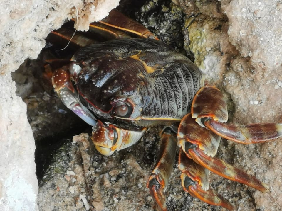 Sonstiges Pickalbatros Citadel Resort