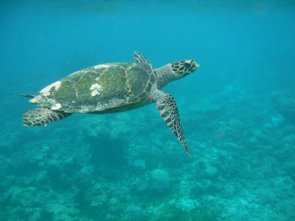 Wasserschildkröte beim Schnorcheln Summer Island Maldives