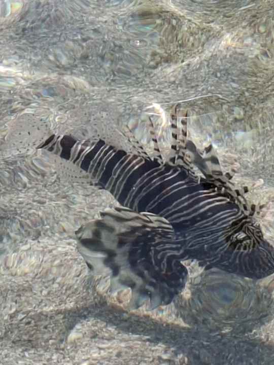 Sonstiges Steigenberger Coraya Beach - Adults only