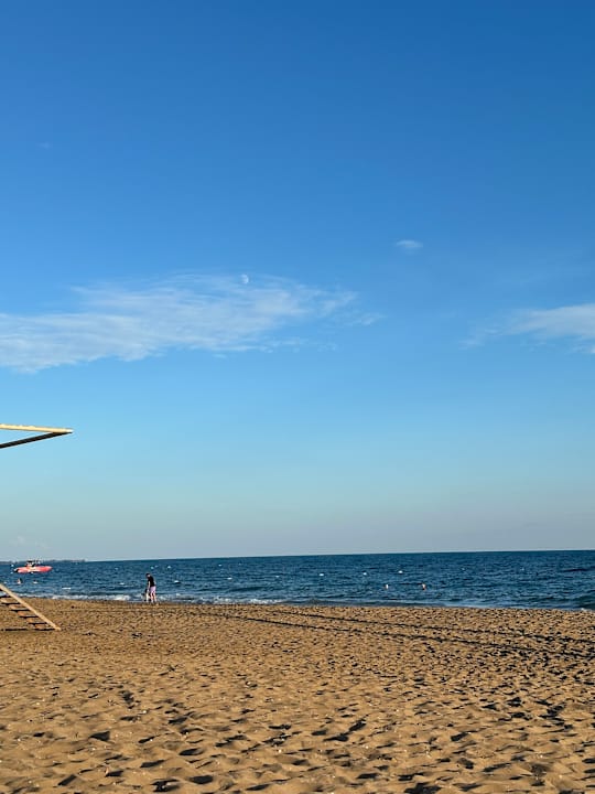 Strand Seashell Vega