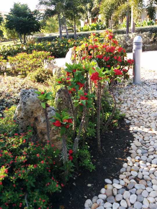 Garten Decameron Baru