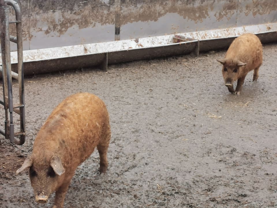 Sport & Freizeit Hotel Reiters Supreme