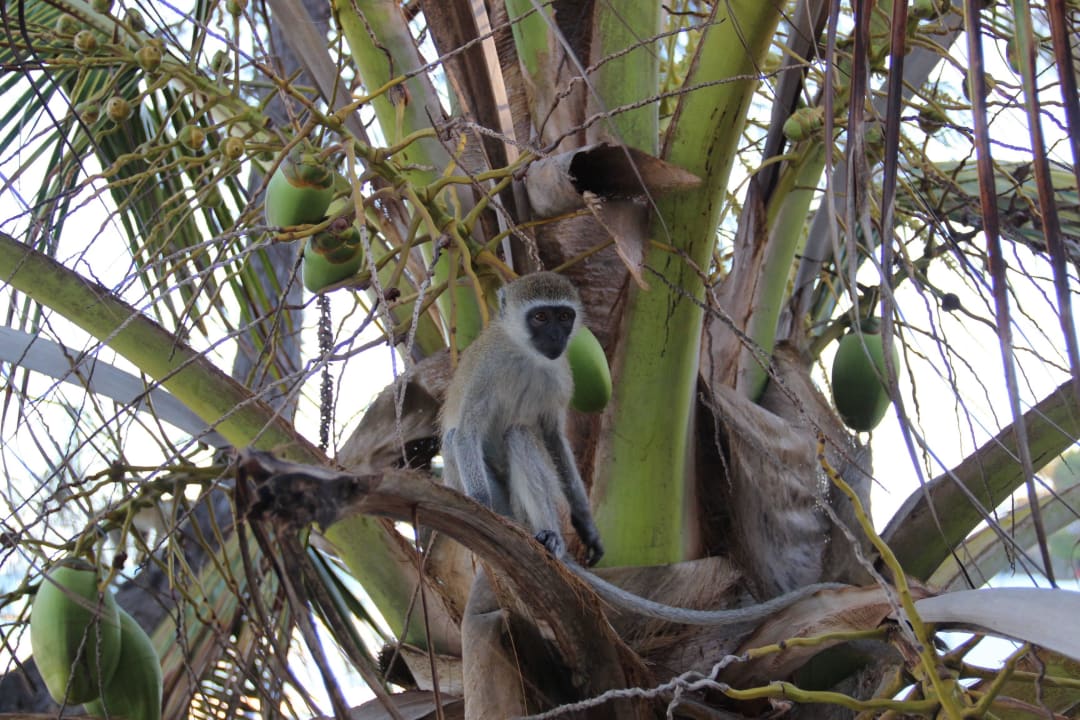 Affe in Kokospalme Hotel Papillon Lagoon Reef