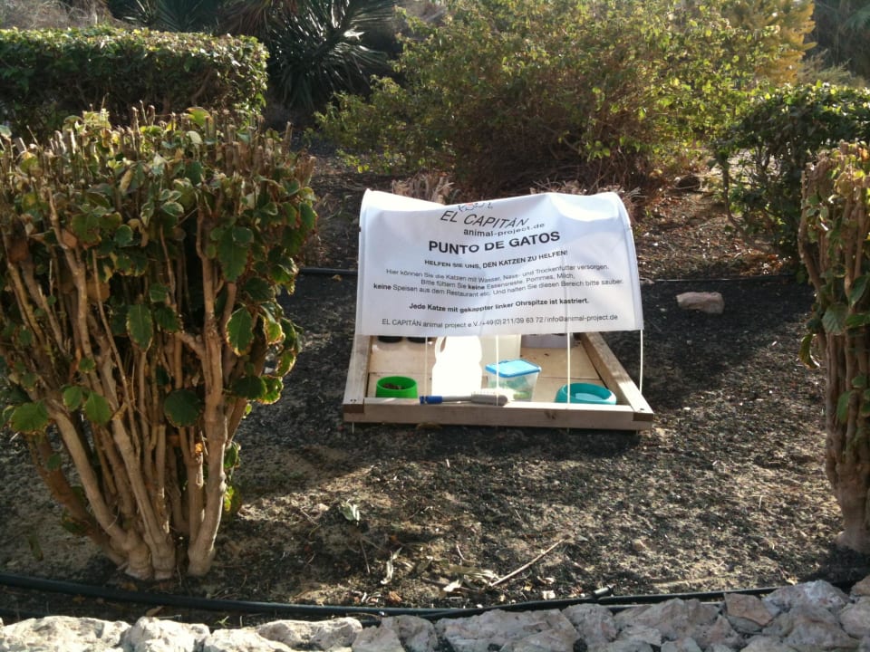 Hotel der Katzen SBH Hotel Taro Beach