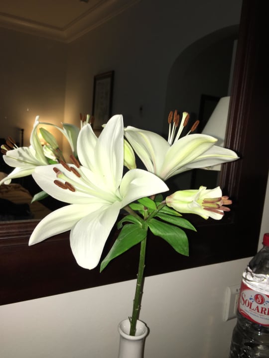 Willkommen Blume Hotel Duque de Najera