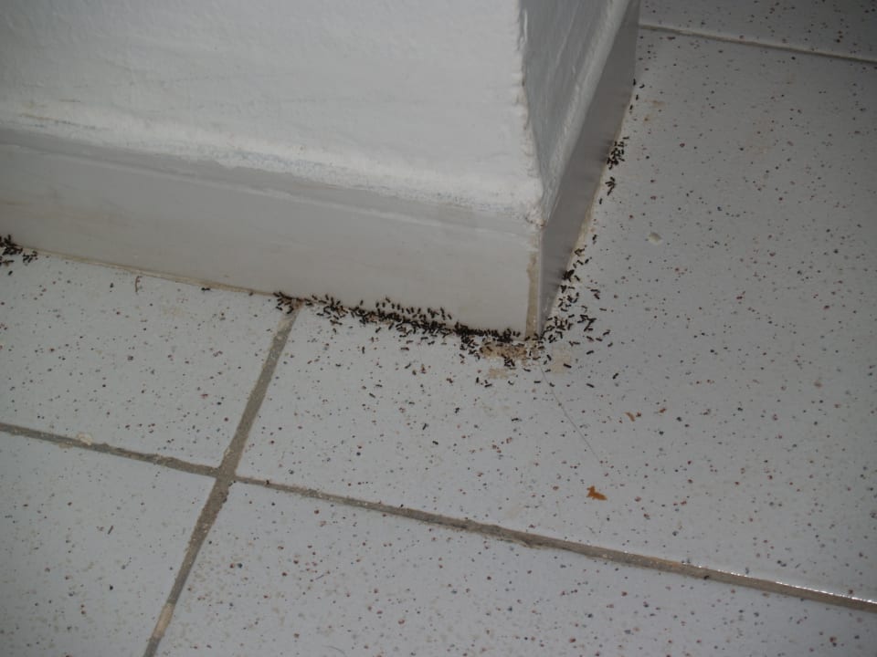 Ameisen im Wohnbereich Monarque Club Rivage