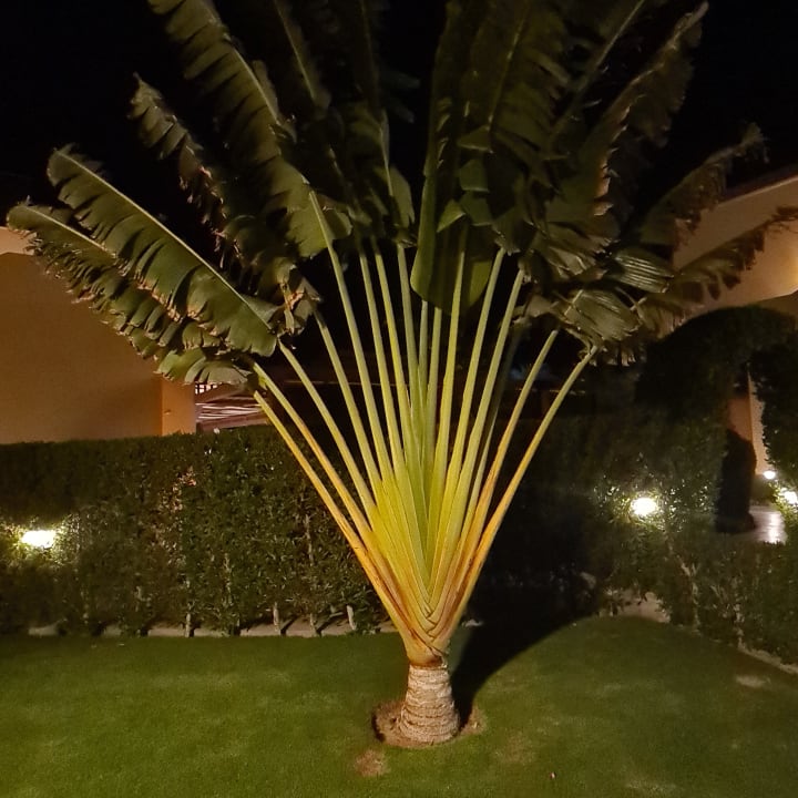 Gartenanlage Jaz Dar EL Madina