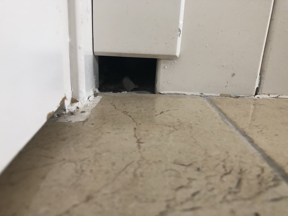 Spinnenparadies Hane Family Resort