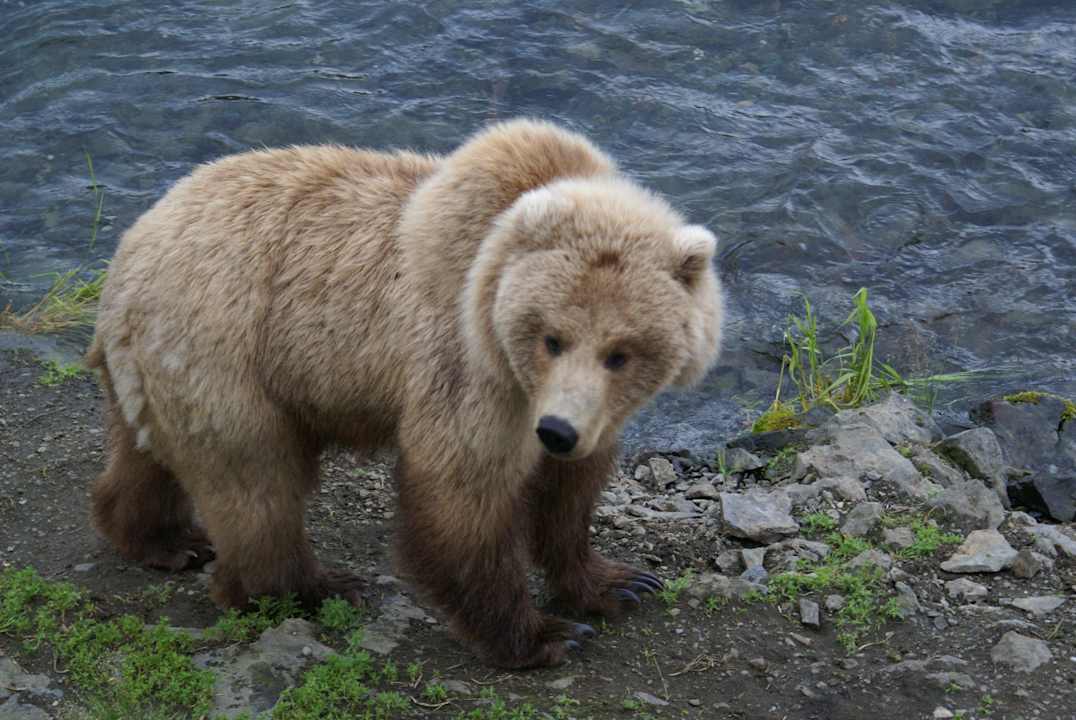 Grizzly beim Lachsfischen Brooks Lodge