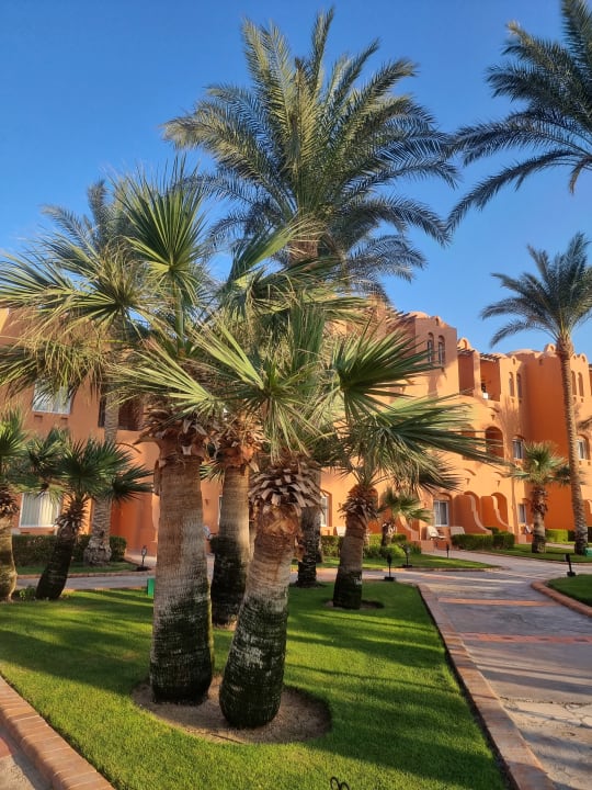 Gartenanlage Jaz Makadi Oasis Resort
