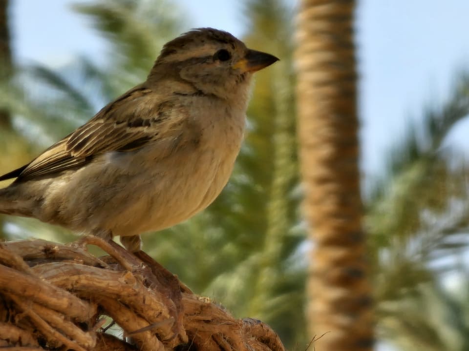 Sonstiges Steigenberger Coraya Beach - Adults only