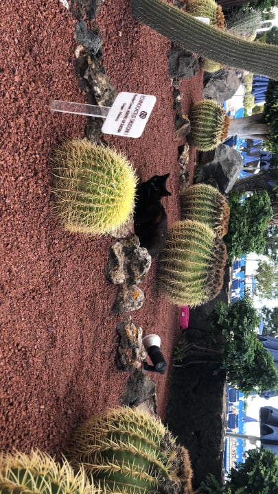 Gartenanlage Hotel Grand Teguise Playa
