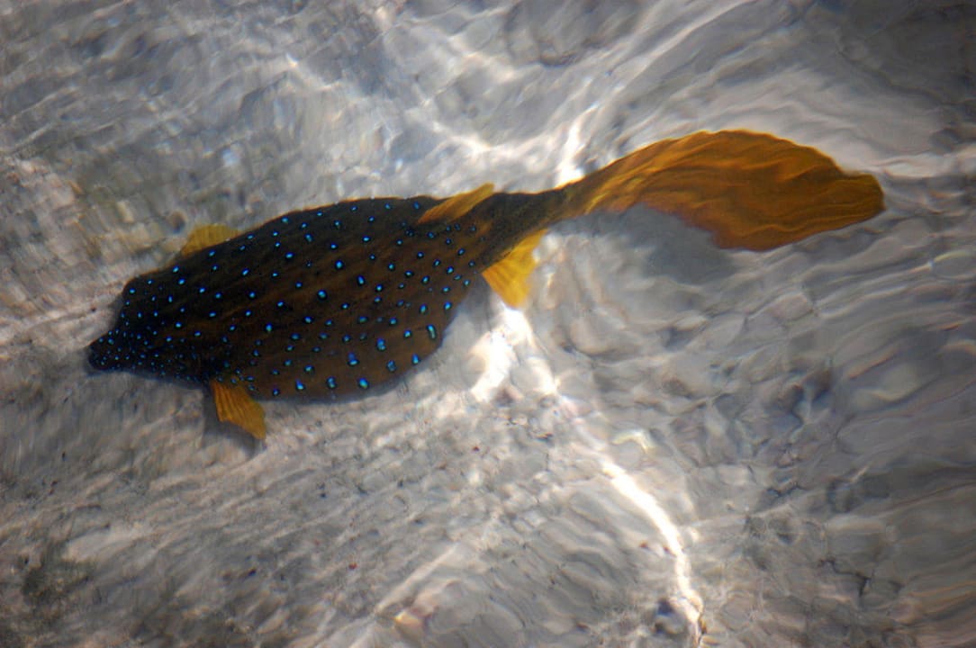 Kugelfisch Stella Beach Resort & Spa Makadi Bay