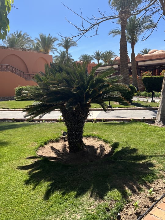 Gartenanlage Jaz Makadi Oasis Resort