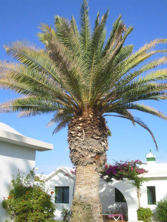 Eine der vielen Palmen in der Anlage Canary Garden Club