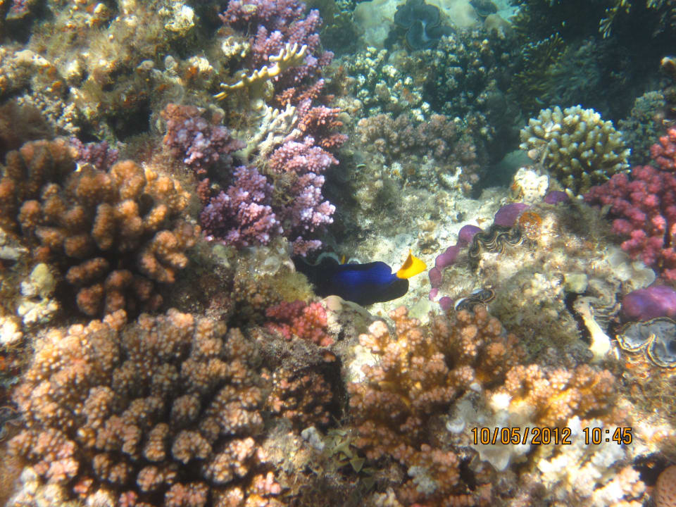  korály SUNRISE Cardina Resort