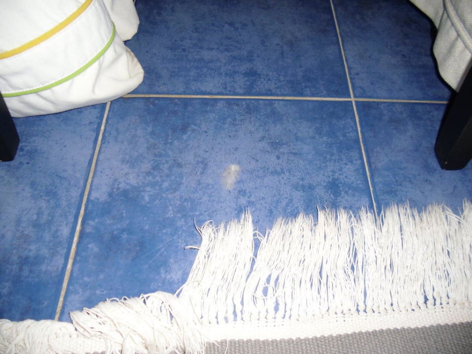 Federn Sentido Phenicia