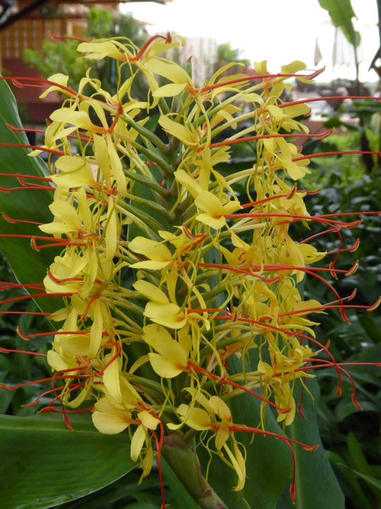 Hedychium - Girlandenblume Hotel Quinta Splendida Wellness & Botanical Garden